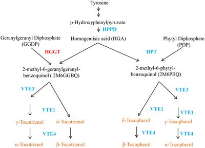 Genetic improvement of tocotrienol content enhances the oxidative stability of canola oil